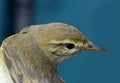 Wood Warbler portrait