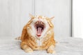 Closeup portrait of yawning red cat lying on a bed against white blurred background. Royalty Free Stock Photo