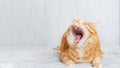 Closeup portrait of yawning red cat lying on a bed against white blurred background. Shallow focus. Royalty Free Stock Photo