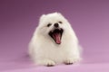Closeup Portrait of Yawns Spitz Dog on Colored Background Royalty Free Stock Photo