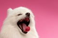 Closeup Portrait of Yawns Spitz Dog on Colored Background Royalty Free Stock Photo