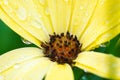 A closeup portrait of a yellow spannish daisy covered with water drops after some heavy rain. The flower is open and you can see