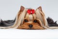Closeup Portrait Yorkshire Terrier Dog Lying on White Royalty Free Stock Photo