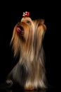 Closeup Portrait of Yorkshire Terrier Dog Showing Tongue on Black Royalty Free Stock Photo