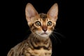 Closeup Portrait of Young Bengal Kitty on Isolated Black Background Royalty Free Stock Photo