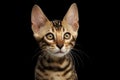 Closeup Portrait of Young Bengal Kitty on Isolated Black Background Royalty Free Stock Photo