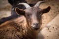 Closeup portrait of a young, brown goat. Royalty Free Stock Photo