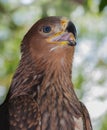 Portrait of a young eagle shot in the forest