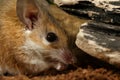 Closeup portrait of young female spiny mouse eats Royalty Free Stock Photo