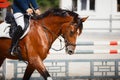 Young gelding horse during showjumping competition in summer in daytime