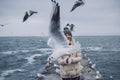 Closeup portrait of young happy woman feeds seagulls on the sea. Pretty female smiling and watching flying seagulls by the sea in Royalty Free Stock Photo