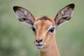 A closeup portrait of a young Impala fawn aepyceros melampus, South Africa