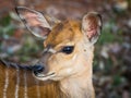 Closeup portrait of young Nyala antelope in Mlilwane Wildlife Sanctuary, Swaziland, Southern Africa