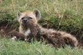 Closeup portrait of a young Spotted Hyena Crocuta crocuta inside Ngorongoro Crater Tanzania Royalty Free Stock Photo