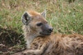 Closeup portrait of a young Spotted Hyena Crocuta crocuta resting inside Ngorongoro Crater Tanzania Royalty Free Stock Photo