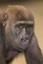 Closeup portrait of young western lowland gorilla Royalty Free Stock Photo