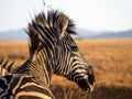 Closeup portrait of zebra in Mlilwane Wildlife Sanctuary, Swaziland, Southern Africa
