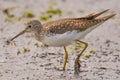 Closeup portriat of sandpiper / yellowlegs species hunting in the wetlands off the Minnesota River in the Minnesota Valley Nationa