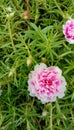 Closeup Portulaca mossrose flower In Indonesia call it krokot mawar