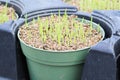 Closeup of a pot of fresh catgrass germinating Royalty Free Stock Photo