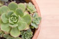 Closeup of pot with gorgeous succulent Echeveria plant shaped like a rose, from Crassulaceae family. With copy space.