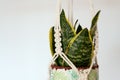 Closeup of a pot hanging on a macrame thread hanger as an indoor decoration