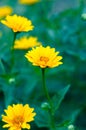 Closeup of the pot marigolds in the green field, a vertical shot Royalty Free Stock Photo