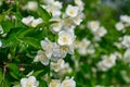 closeup of jasmine flower in privat garden