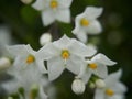 Closeup of potato vine flowers in a garden Royalty Free Stock Photo