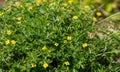 Closeup of Potentilla erecta, known as the tormentil, septfoil or erect cinquefoil.