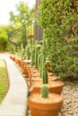 Line Of Potted Cacti In Yard 