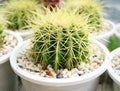 Potted Golden Barrel Cactus Plants Royalty Free Stock Photo