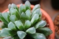 Closeup Potted Haworthia Cooperi Var. Dielsiana, a Cute Mini Succulent Plants