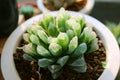 Closeup Potted Haworthia Cooperi Var. Pilifera, a Mini Succulent Plants in Sunlight