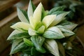 Closeup a Potted Haworthia Retusa Variegated Succulent Plant with Selective Focus