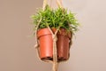 Closeup of a potted indoor plant hanging from the ceiling with with jute rope