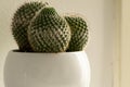 Closeup of potted mammillaria cactuses under the lights with a blurry background