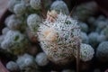 Closeup of a potted Mammillaria gracilis cactus