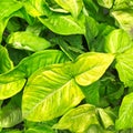 Closeup of a potted plant with fresh leaves full of innumerable, different, beautiful shades of green. Royalty Free Stock Photo