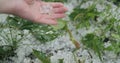 Closeup pov male hand holding hailstones after hailstorm Royalty Free Stock Photo