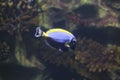 Closeup of a Powder Blue Tang fish (Acanthurus leucosternon) swimming in the water Royalty Free Stock Photo