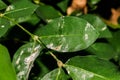 Closeup of Powdery mildew, Leaf fungus disease Royalty Free Stock Photo