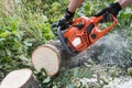 Closeup of power chain saw in lumberjack hands and flying sawdust at cutting wood Royalty Free Stock Photo