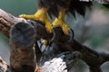 Closeup of the powerful curved talons of a Bald Eagle