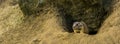 Closeup of a prairie dog looking out of his hole, animal home, tropical rodent from America