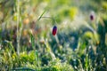 Closeup prairie flowers at the morning