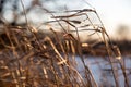 Closeup of prairie grass blowing in wind with soft focus Royalty Free Stock Photo