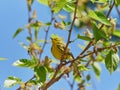 Closeup of a Prairie Warbler perched on a branch of a tree Royalty Free Stock Photo