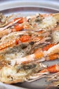 Closeup of Prawn Head Royalty Free Stock Photo