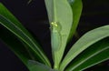 Praying Mantis Camouflage on Back of Green Leaf Royalty Free Stock Photo